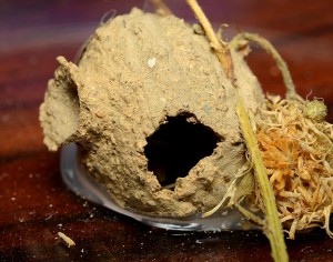 ミカドトックリバチの巣